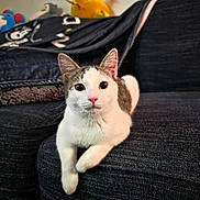 Luna Rose is registered to the contest to win money with this photo: animal, blanket, cat, close_up, couch, cozy, cute, domestic, furniture, gray, indoor, living_room, looking_at_camera, pet, plush_toy, portrait, relaxing, resting, soft_texture, white