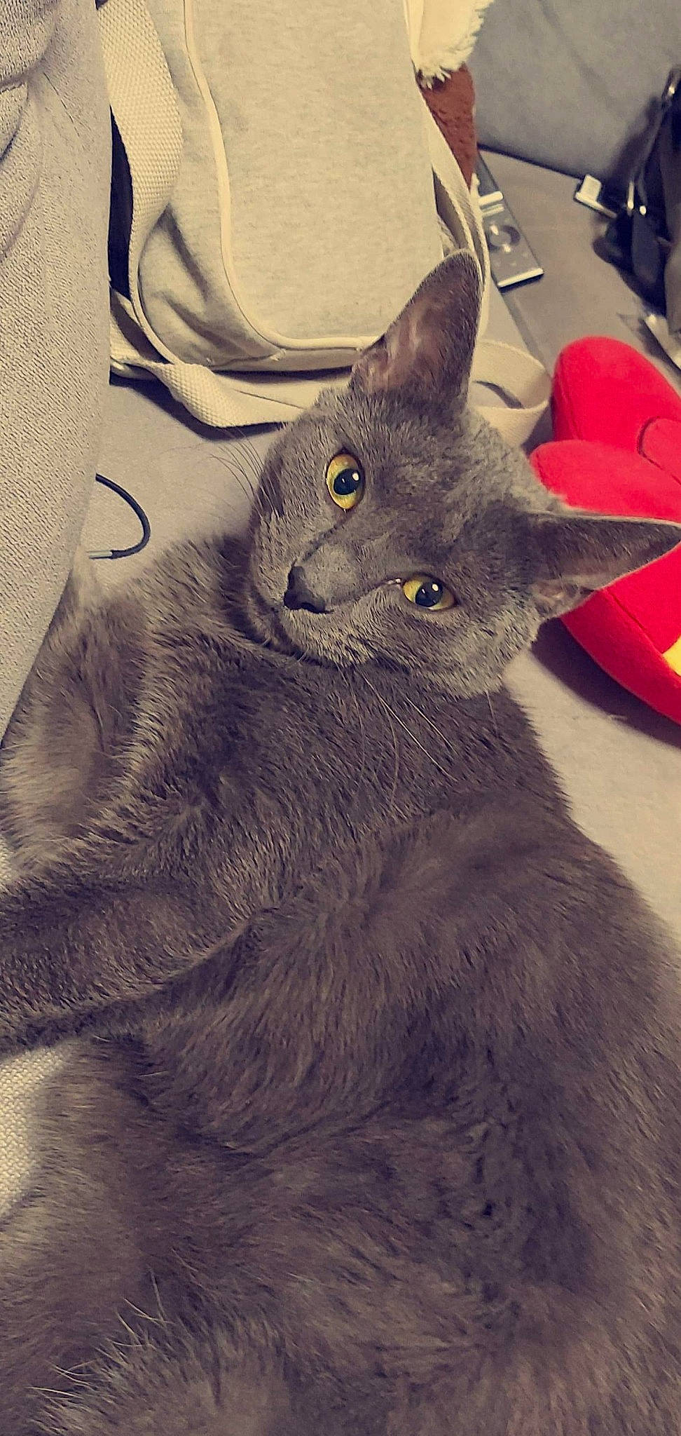 Rocco participe au concours pour gagner de l'argent avec cette photo : asian, british_shorthair, burmese, carnivore, cat, chartreux, domestic_short_haired_cat, felidae, kitten, korat, mammal, nebelung, russian_blue, small_to_medium_sized_cats, snout, vertebrate, whiskers