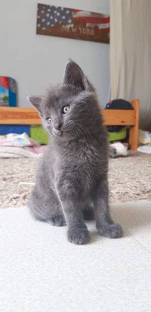 Rocco participe au concours pour gagner de l'argent avec cette photo : british_longhair, british_semi_longhair, british_shorthair, carnivore, cat, chartreux, domestic_short_haired_cat, felidae, kitten, korat, mammal, nebelung, russian_blue, small_to_medium_sized_cats, vertebrate, whiskers