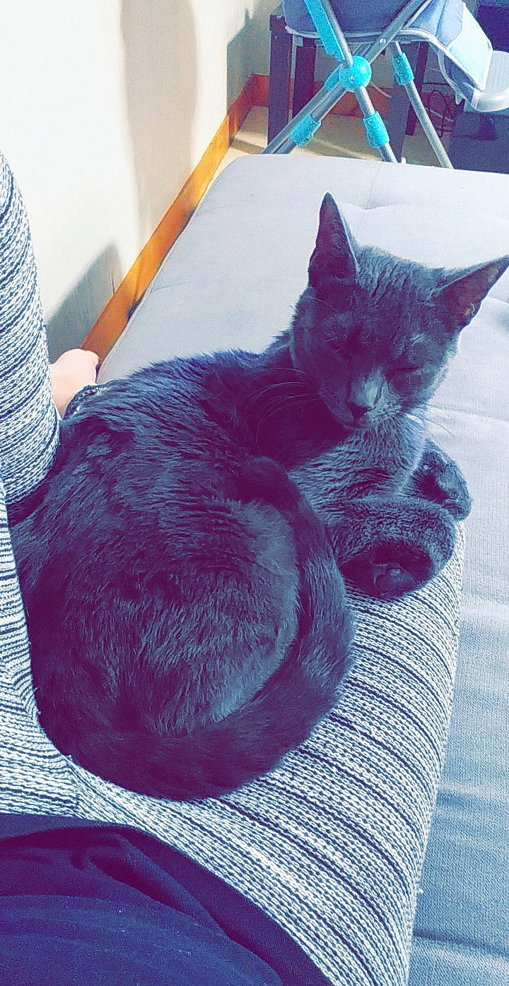 Rocco a rejoint le concours — aidez-le/la à gagner de superbes lots ! black_cat, carnivore, cat, chartreux, domestic_short_haired_cat, felidae, fur, kitten, korat, nebelung, russian_blue, small_to_medium_sized_cats, tail, textile, thread, whiskers