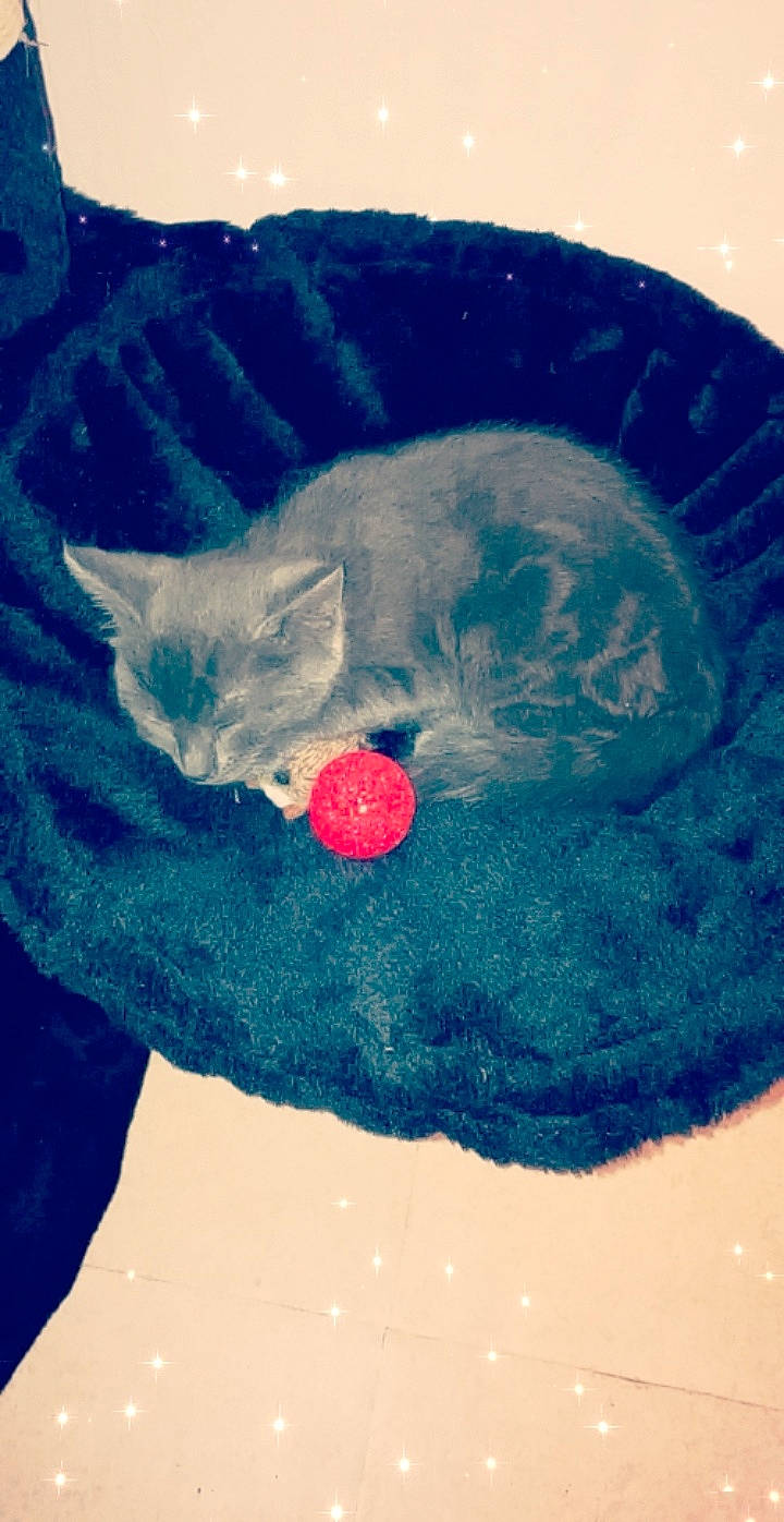 Rocco participe au concours pour gagner de l'argent avec cette photo : british_shorthair, carnivore, cat, chartreux, felidae, illustration, kitten, korat, russian_blue, small_to_medium_sized_cats, tail, whiskers