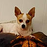 dog, small_dog, chihuahua, white_dog, brown_markings, pointy_ears, large_ears, black_nose, dark_eyes, lying_down, sitting, pet, animal, indoors, bed, pillows, blanket, cozy, portrait, close_up