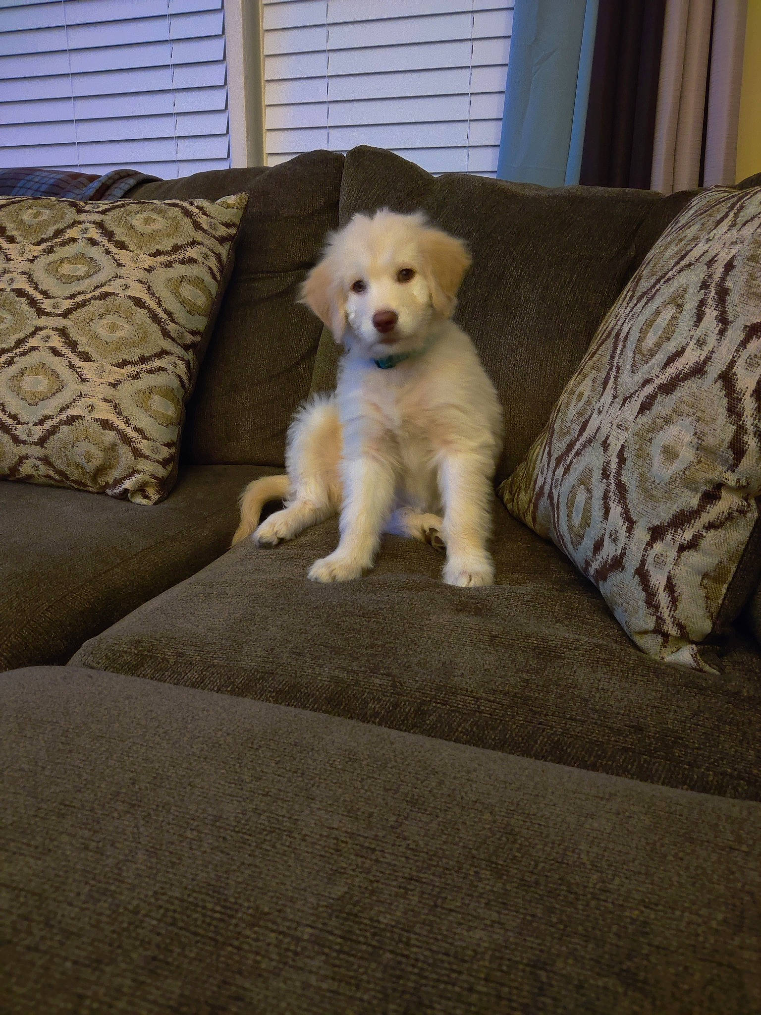 Cora joined the competition — help win amazing prizes! canidae, carnivore, chair, comfort, companion_dog, couch, dog, dog_breed, fawn, flooring, fur, home, living_room, paw, sporting_group, studio_couch, tail, window, wood, working_animal