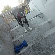 Loyalty joined the competition — help win amazing prizes! animal, black_and_white, building, canine, collar, concrete, curious, daylight, dog, dumbbell, exercise, fence, front_paws, leash, looking, outdoor, pet, portrait, sidewalk, stairs