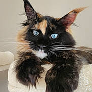 Ellianna joined the competition — help win amazing prizes! cat, maine_coon, blue_eyes, fluffy, paws, ears, whiskers, fur, pet, indoor, cat_tree, cozy, relaxed, portrait, animal, feline, closeup, resting, cute, domestic_animal