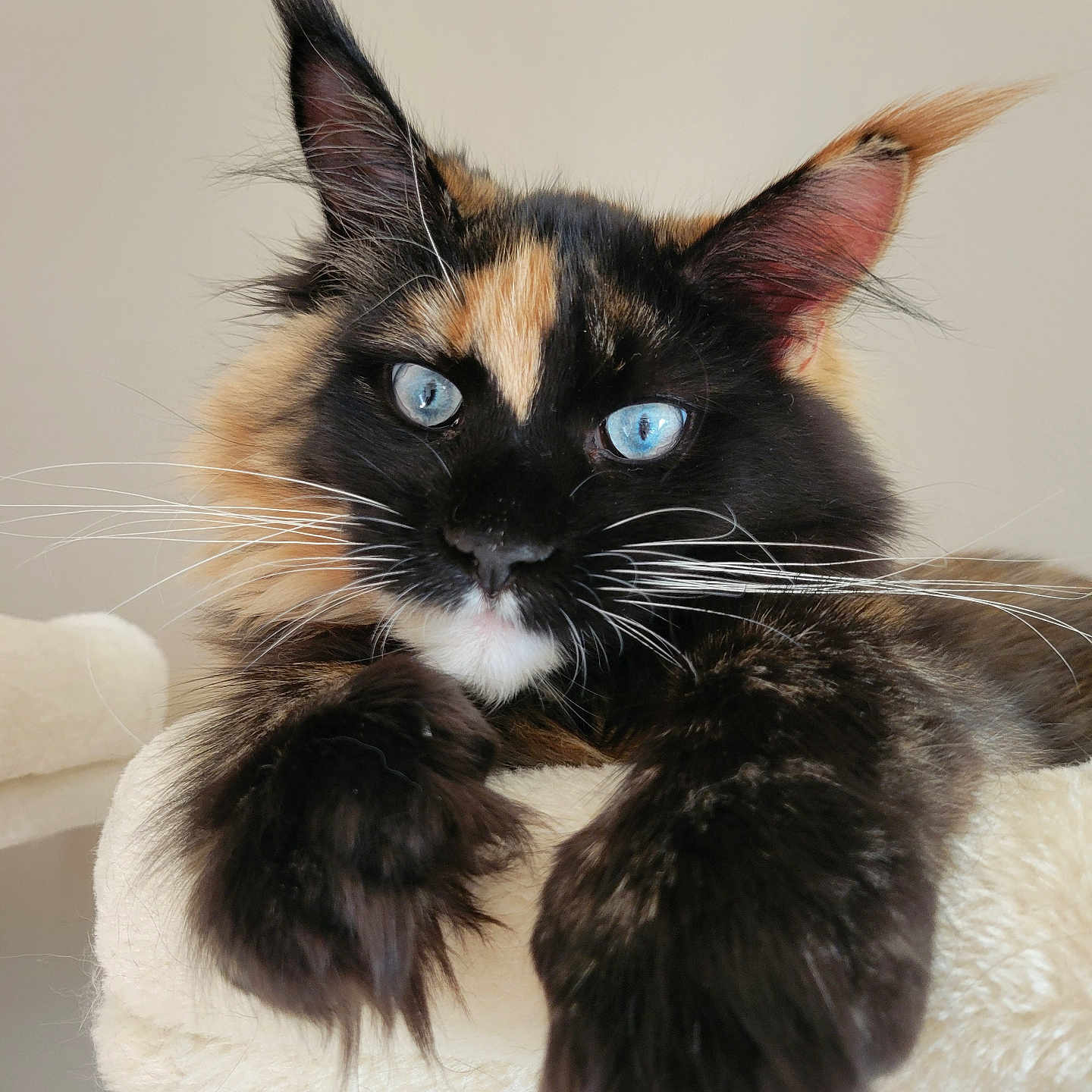Ellianna joined the competition — help win amazing prizes! animal, blue_eyes, cat, cat_tree, closeup, cozy, cute, domestic_animal, ears, feline, fluffy, fur, indoor, maine_coon, paws, pet, portrait, relaxed, resting, whiskers