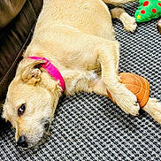 Molly joined the competition — help win amazing prizes! dog, pet, beige_dog, pink_collar, collar, toy_ball, plush_toy, basketball, carpet, floor_mat, couch, sofa, lying_down, paw, nose, whiskers, sleepy, indoor, close_up, texture