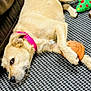 dog, pet, beige_dog, pink_collar, collar, toy_ball, plush_toy, basketball, carpet, floor_mat, couch, sofa, lying_down, paw, nose, whiskers, sleepy, indoor, close_up, texture