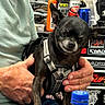 bottles, chihuahua, close_up, dog, grumpy_face, hands, harness, jeans, man, pet, portrait, shelf, sitting, small_dog, soda_bottle, spray_can, sticker, toolbox, tools, workshop