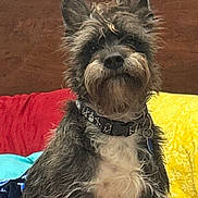 Ziggy is registered to the contest to win money with this photo: dog, pet, portrait, indoor, bed, headboard, blanket, pillow, collar, fur, ears, beard, muzzle, sitting, cute, fur_texture, eyes, nose, furniture, home