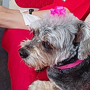 Pebbles is registered to the contest to win money with this photo: dog, pet, bow, pink_bow, gray_dog, fur, collar, red_quilt, couch, resting, indoors, person, legs, watch, close_up, side_view, cute, animal, companion, relaxed