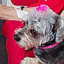 dog, pet, bow, pink_bow, gray_dog, fur, collar, red_quilt, couch, resting, indoors, person, legs, watch, close_up, side_view, cute, animal, companion, relaxed