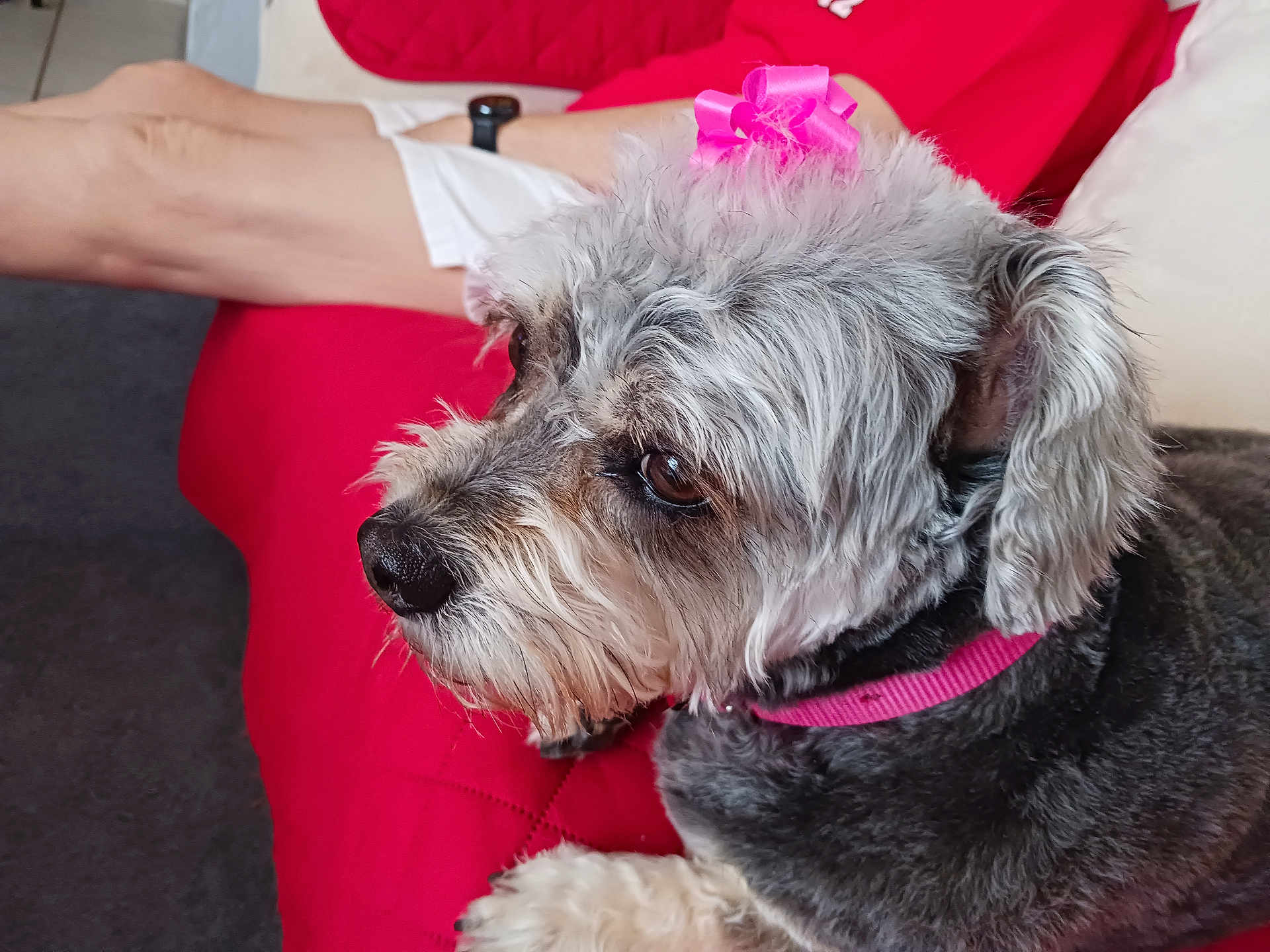 Pebbles is registered to the contest to win money with this photo: dog, pet, bow, pink_bow, gray_dog, fur, collar, red_quilt, couch, resting, indoors, person, legs, watch, close_up, side_view, cute, animal, companion, relaxed