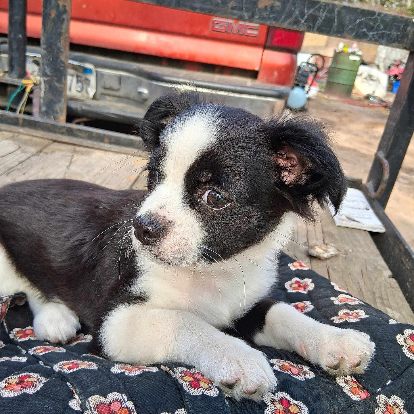Gizmo