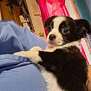 Gizmo is registered to the contest to win money with this photo: puppy, dog, black_and_white, wide_eyes, cute, indoor, person, blue_shirt, curtain, red, wood_floor, door, door_handle, leash, home, pet, animal, fur, portrait, candid