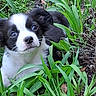 Gizmo joined the competition — help win amazing prizes! puppy, dog, black_and_white, grass, plants, outdoor, nature, young, cute, pet, fur, animal, eyes, nose, whiskers, leaf, garden, greenery, adorable, curious
