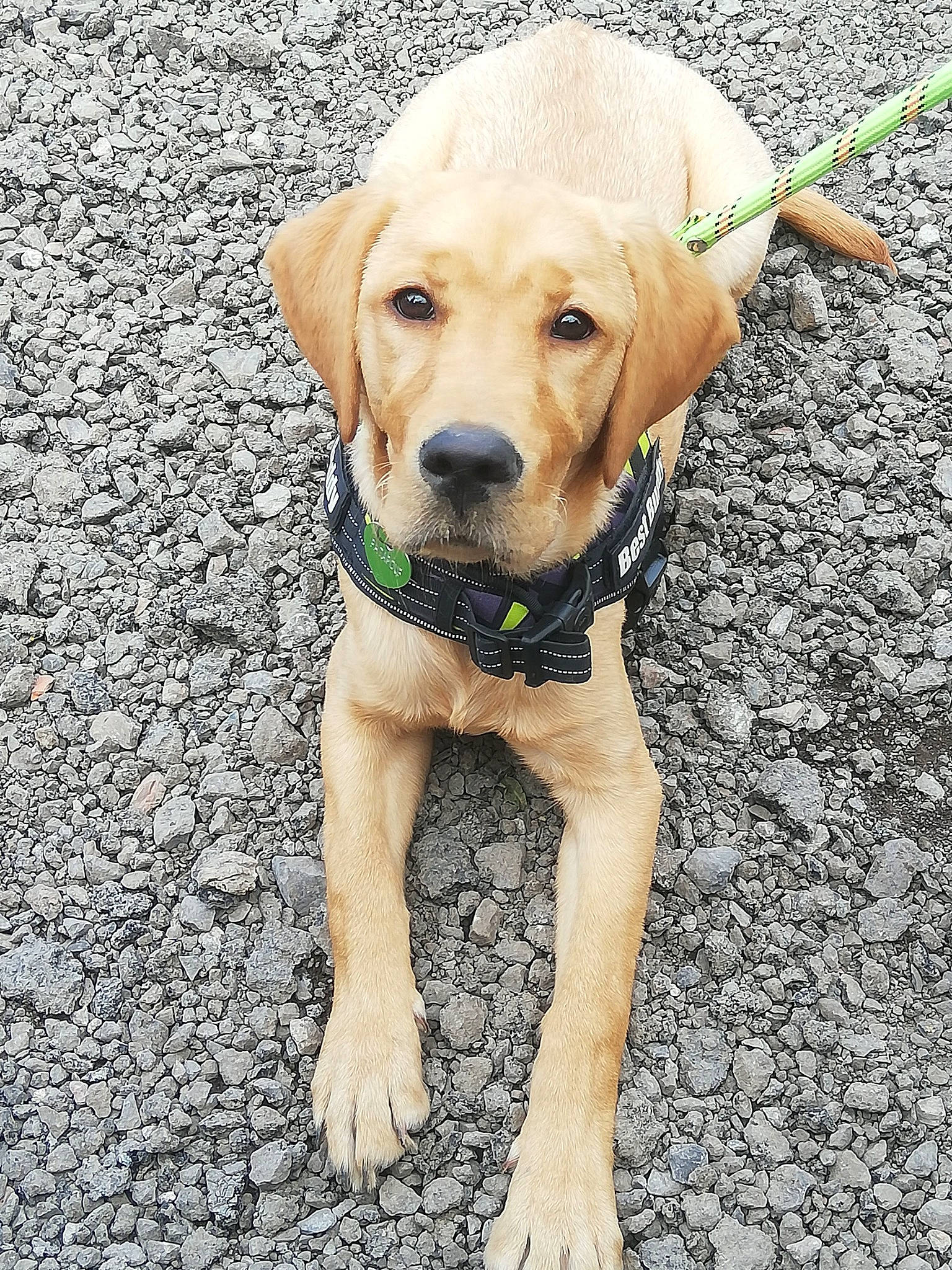 Patapouf a rejoint le concours — aidez-le/la à gagner de superbes lots ! adventure, canidae, carnivore, collar, companion_dog, dog, dog_breed, dog_collar, dog_supply, fashion_accessory, fawn, leash, personal_protective_equipment, pet_supply, road_surface, snout, soil, sporting_group, whiskers, working_animal