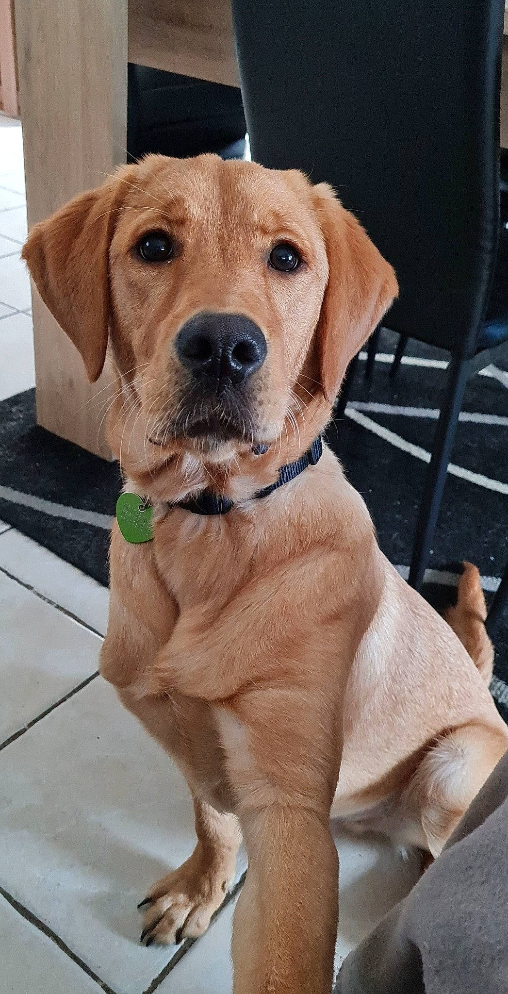 Patapouf participe au concours pour gagner de l'argent avec cette photo : canidae, carnivore, collar, companion_dog, dog, dog_breed, dog_collar, dog_supply, fawn, fur, hat, hunting_dog, liver, pet_supply, puppy, snout, sporting_group, whiskers, working_animal, working_dog