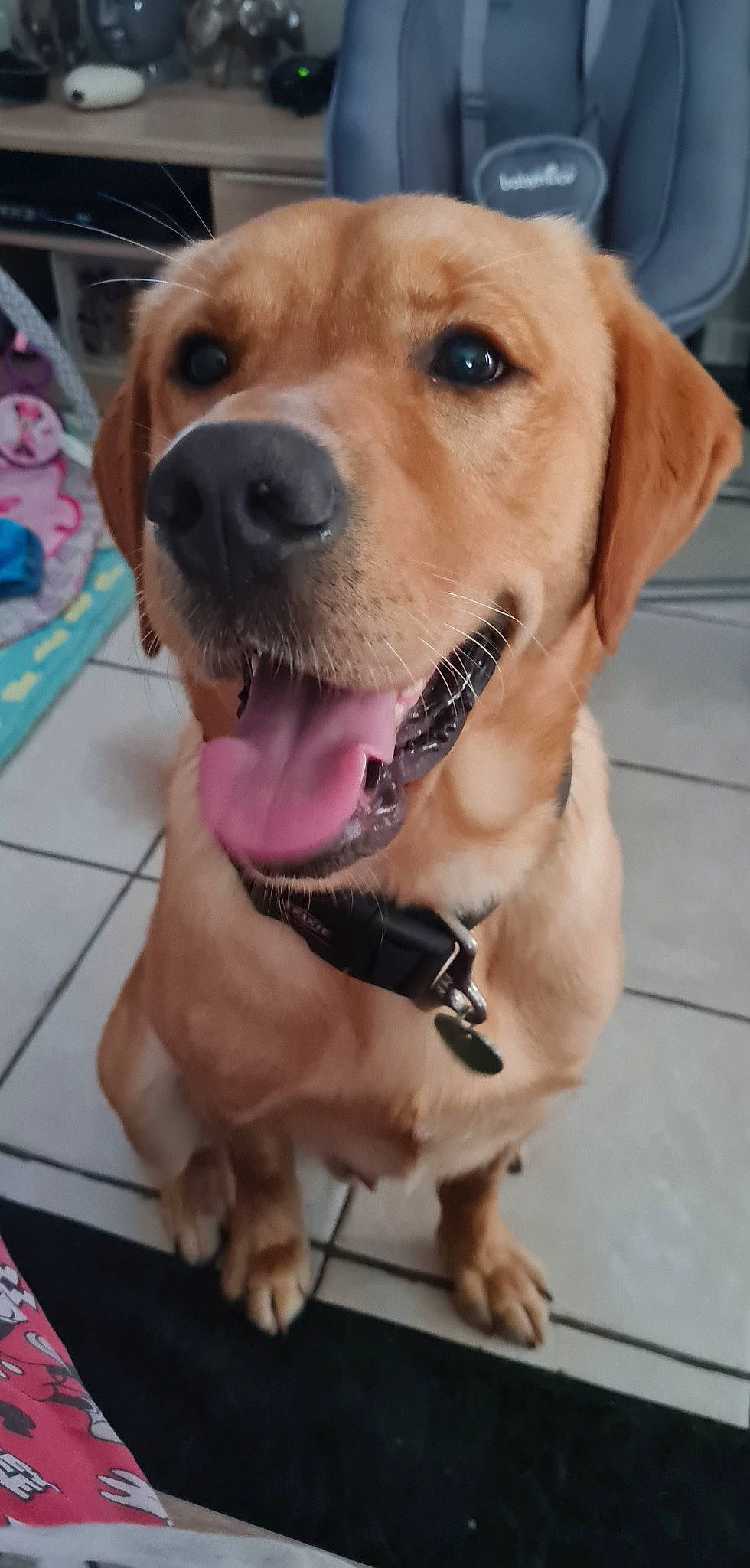 Patapouf participe au concours pour gagner de l'argent avec cette photo : canidae, carnivore, collar, companion_dog, dog, dog_breed, dog_collar, fawn, fur, guard_dog, leash, paw, pet_supply, retriever, selfie, snout, sporting_group, whiskers, working_animal, working_dog