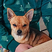 Wilo participe au concours pour gagner de l'argent avec cette photo : animal, brown_fur, christmas_tree_pattern, close_up, clothing, cozy, dog, ears, face, fur, hand, hoodie, indoor, lap, pattern, person, pet, sitting, small_dog, table