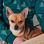 animal, brown_fur, christmas_tree_pattern, close_up, clothing, cozy, dog, ears, face, fur, hand, hoodie, indoor, lap, pattern, person, pet, sitting, small_dog, table