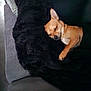 Wilo participe au concours pour gagner de l'argent avec cette photo : animal, black_blanket, blanket, brown_fur, comfort, couch, cozy, dog, domestic, fur, furniture, home, indoors, nap, peaceful, pet, relaxation, rest, sleeping, small_dog