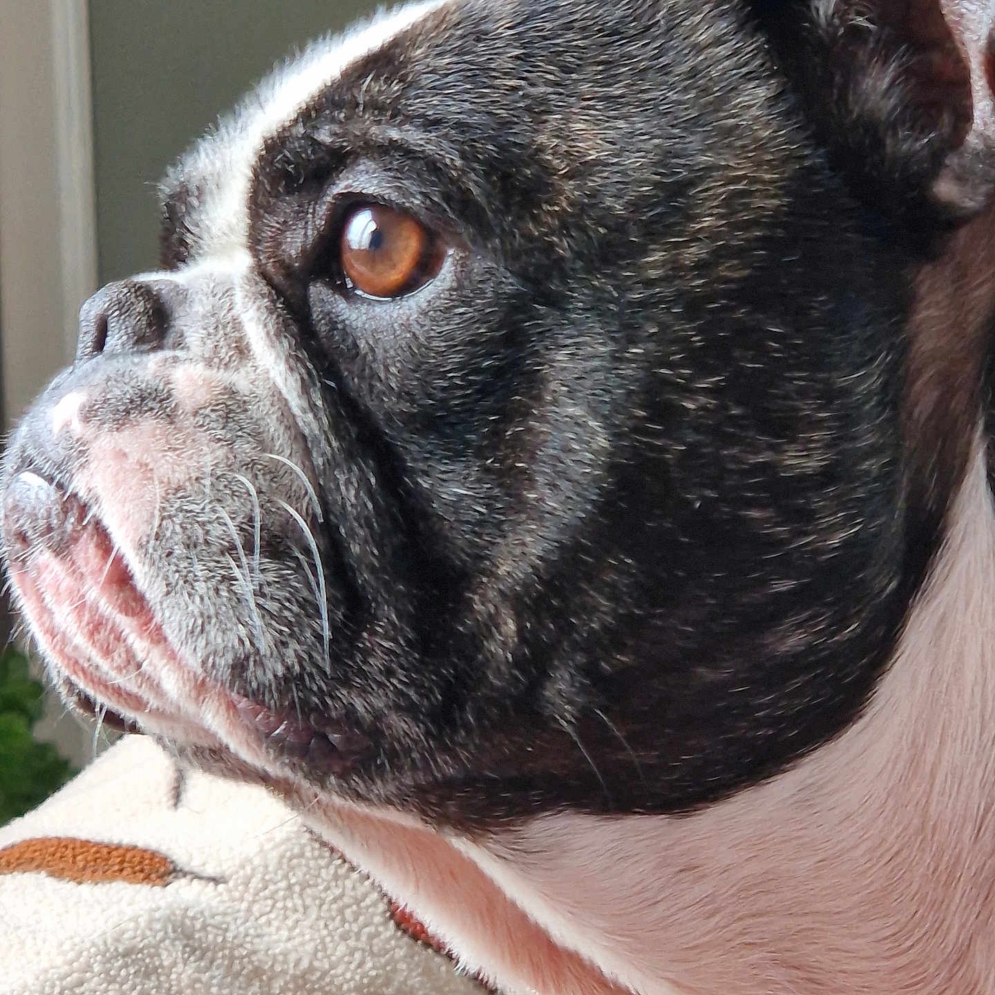 Oscar participe au concours pour gagner de l'argent avec cette photo : animal, bostonbull, boxer, bulldog, canine, dog, frenchbulldog, pet, pitbull, puppy
