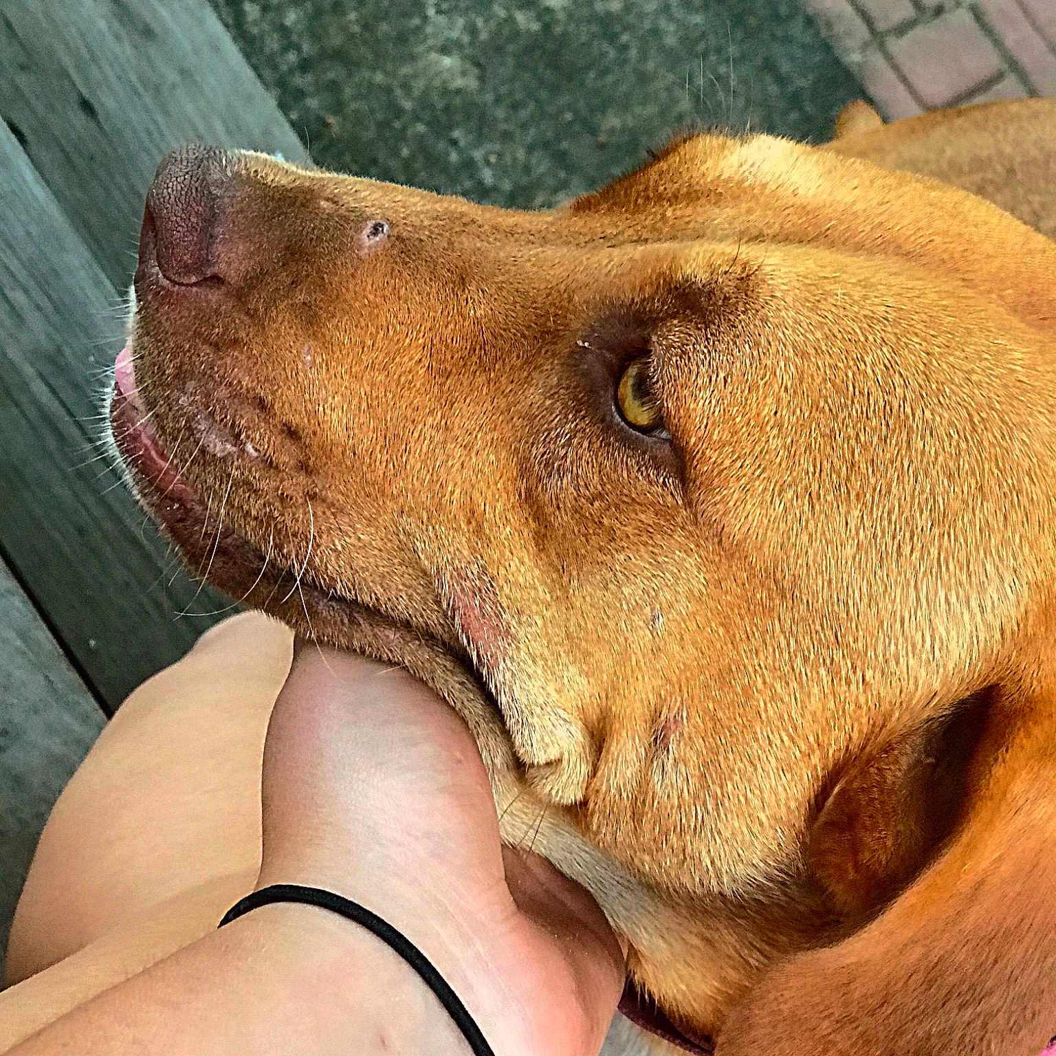 Macie