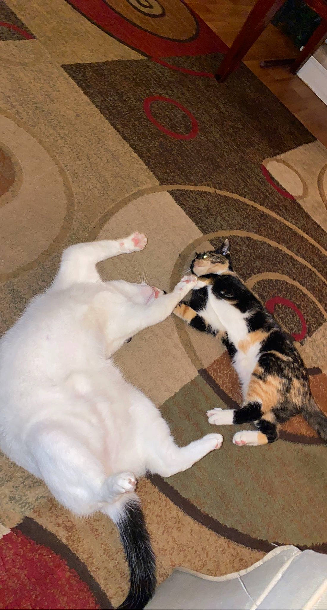 Gracie is registered to the contest to win money with this photo: canidae, carnivore, cat, comfort, companion_dog, dog_breed, domestic_short_haired_cat, felidae, floor, flooring, foot, fur, hardwood, human_leg, paw, small_to_medium_sized_cats, sporting_group, tail, whiskers, wood