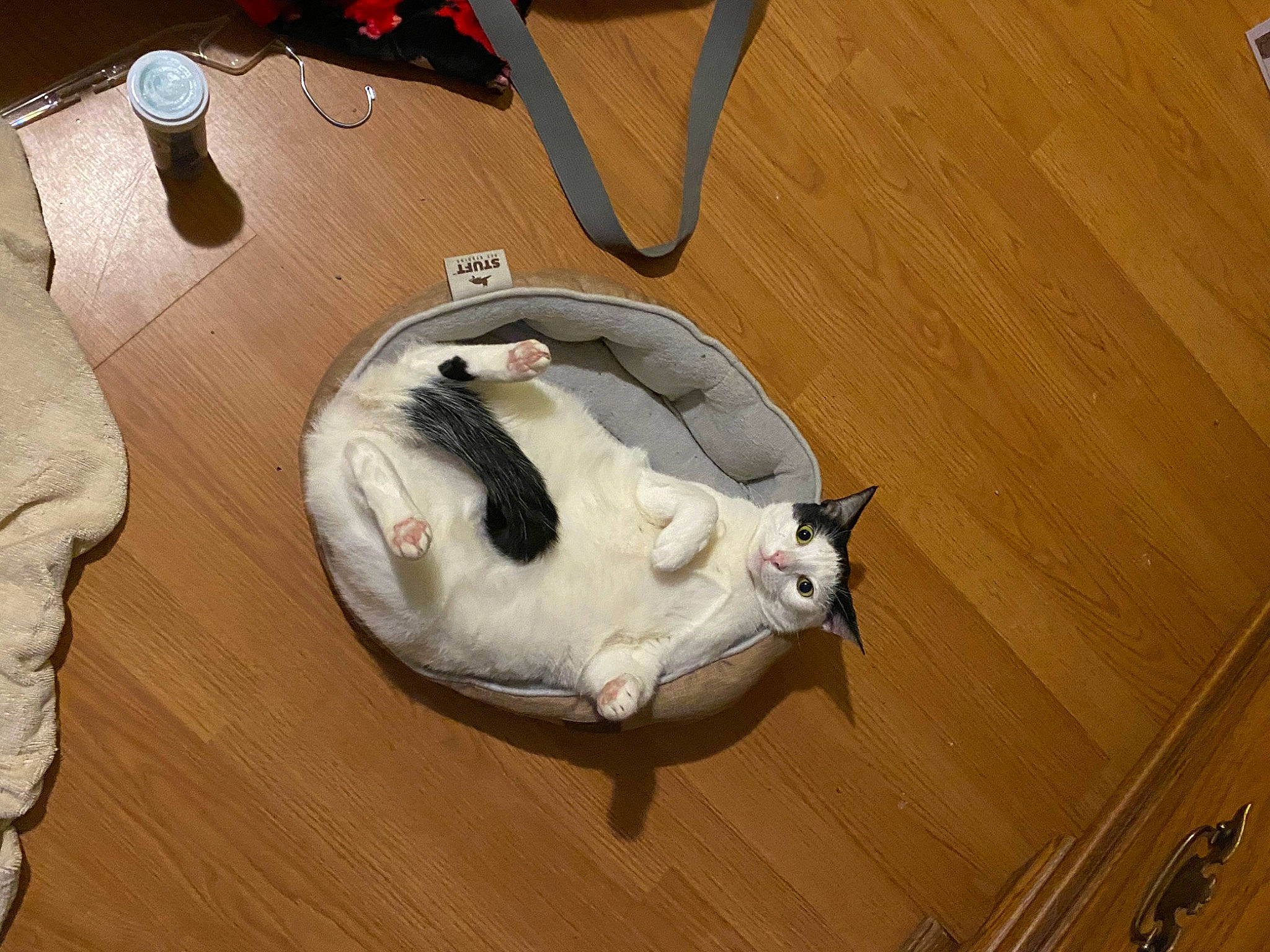 Gracie is registered to the contest to win money with this photo: carnivore, cat, comfort, companion_dog, dog_breed, fawn, felidae, floor, flooring, hardwood, laminate_flooring, small_to_medium_sized_cats, snout, tail, varnish, water_bottle, whiskers, wood, wood_flooring, wood_stain