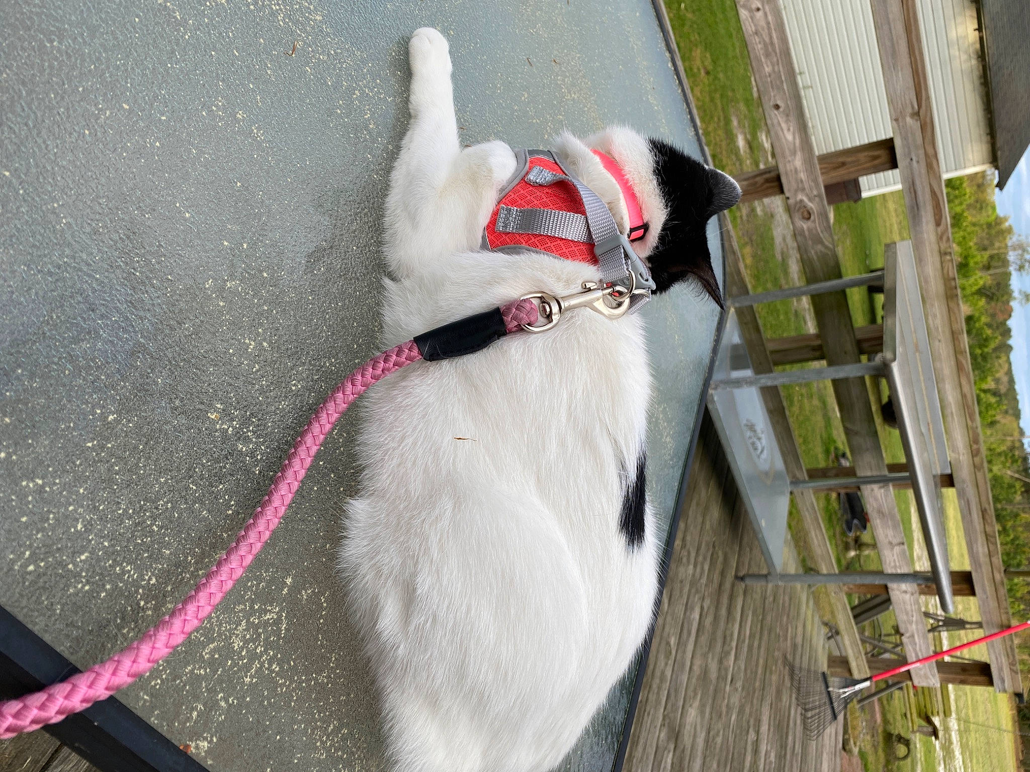 Gracie joined the competition — help win amazing prizes! canidae, carmine, carnivore, collar, companion_dog, dog, dog_breed, dog_collar, dog_supply, fawn, fur, leash, line, magenta, pet_supply, snout, sporting_group, tail, tree, working_animal