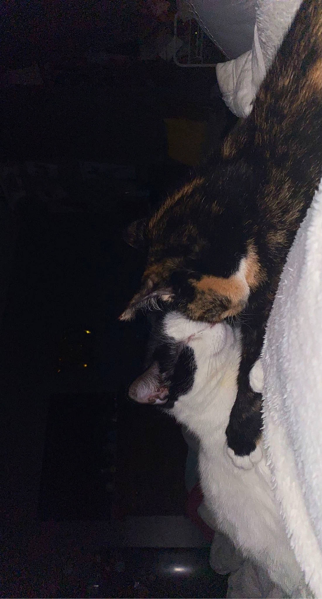 Gracie is registered to the contest to win money with this photo: art, canidae, carnivore, companion_dog, dog, dog_breed, fawn, felidae, fur, human_leg, painting, paw, small_to_medium_sized_cats, snout, sporting_group, tail, terrestrial_animal, tints_and_shades, whiskers, window