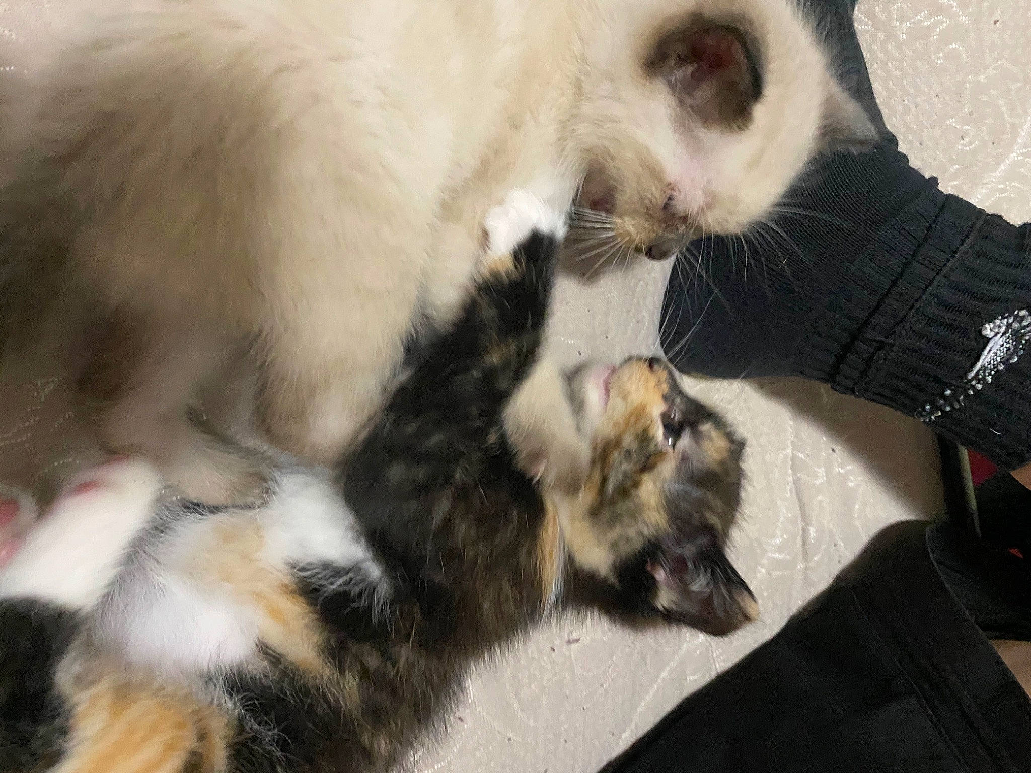 Rein joined the competition — help win amazing prizes! balinese, canidae, carnivore, cat, claw, comfort, dog_breed, domestic_short_haired_cat, felidae, fur, mammal, paw, siamese, small_to_medium_sized_cats, snout, tail, terrestrial_animal, thai, vertebrate, whiskers