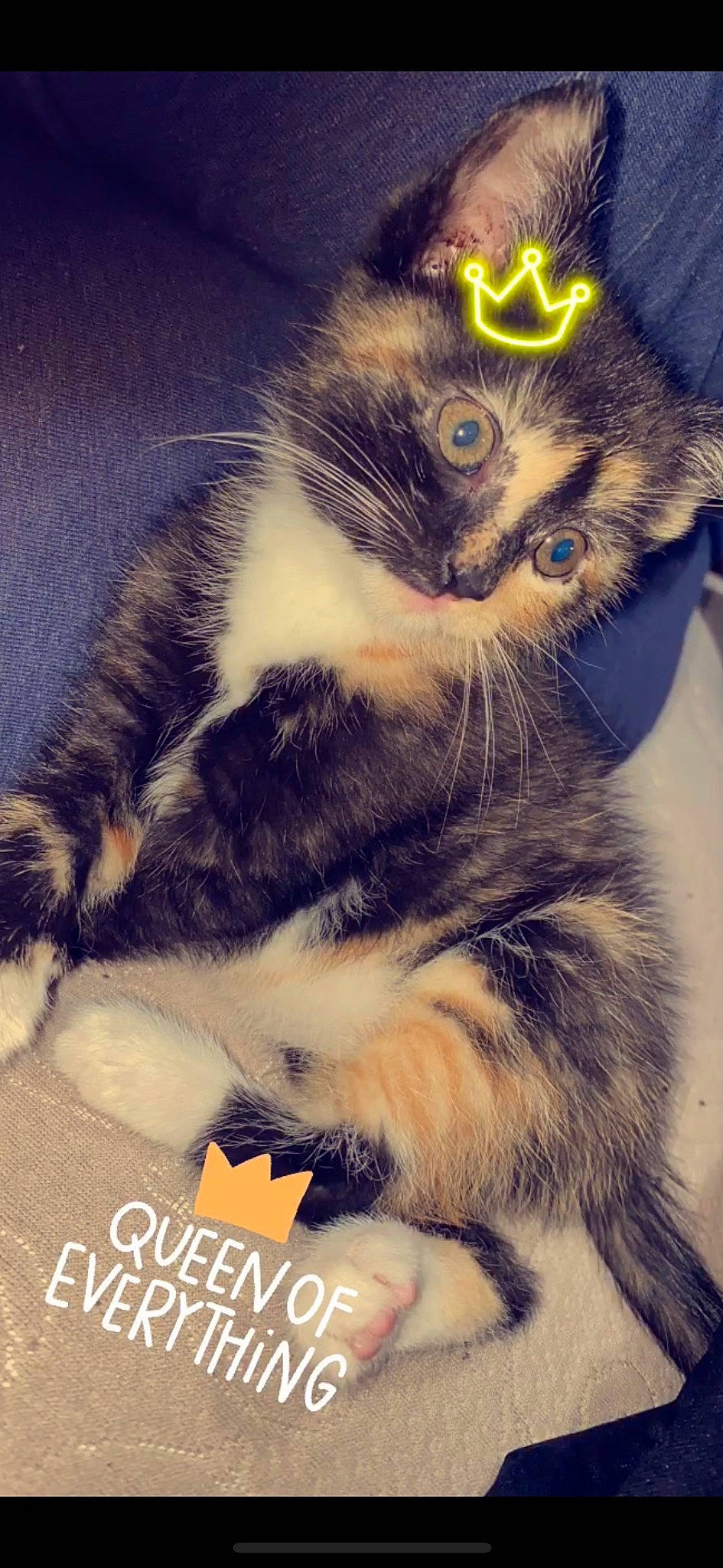 Rein joined the competition — help win amazing prizes! carnivore, cat, claw, cloud, domestic_short_haired_cat, felidae, fur, meteorological_phenomenon, paw, photo_caption, photography, plant, small_to_medium_sized_cats, snout, square, tail, whiskers