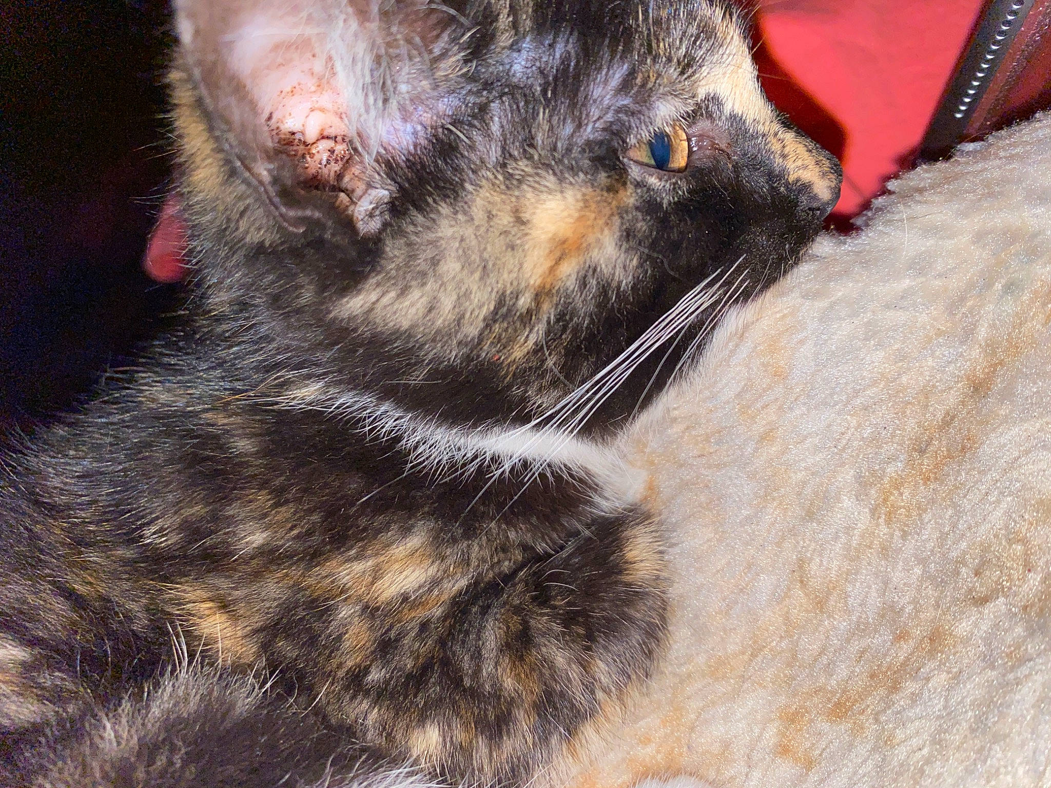 Rein joined the competition — help win amazing prizes! carnivore, cat, claw, dog_breed, domestic_short_haired_cat, felidae, foot, fur, paw, small_to_medium_sized_cats, snout, tail, terrestrial_animal, whiskers