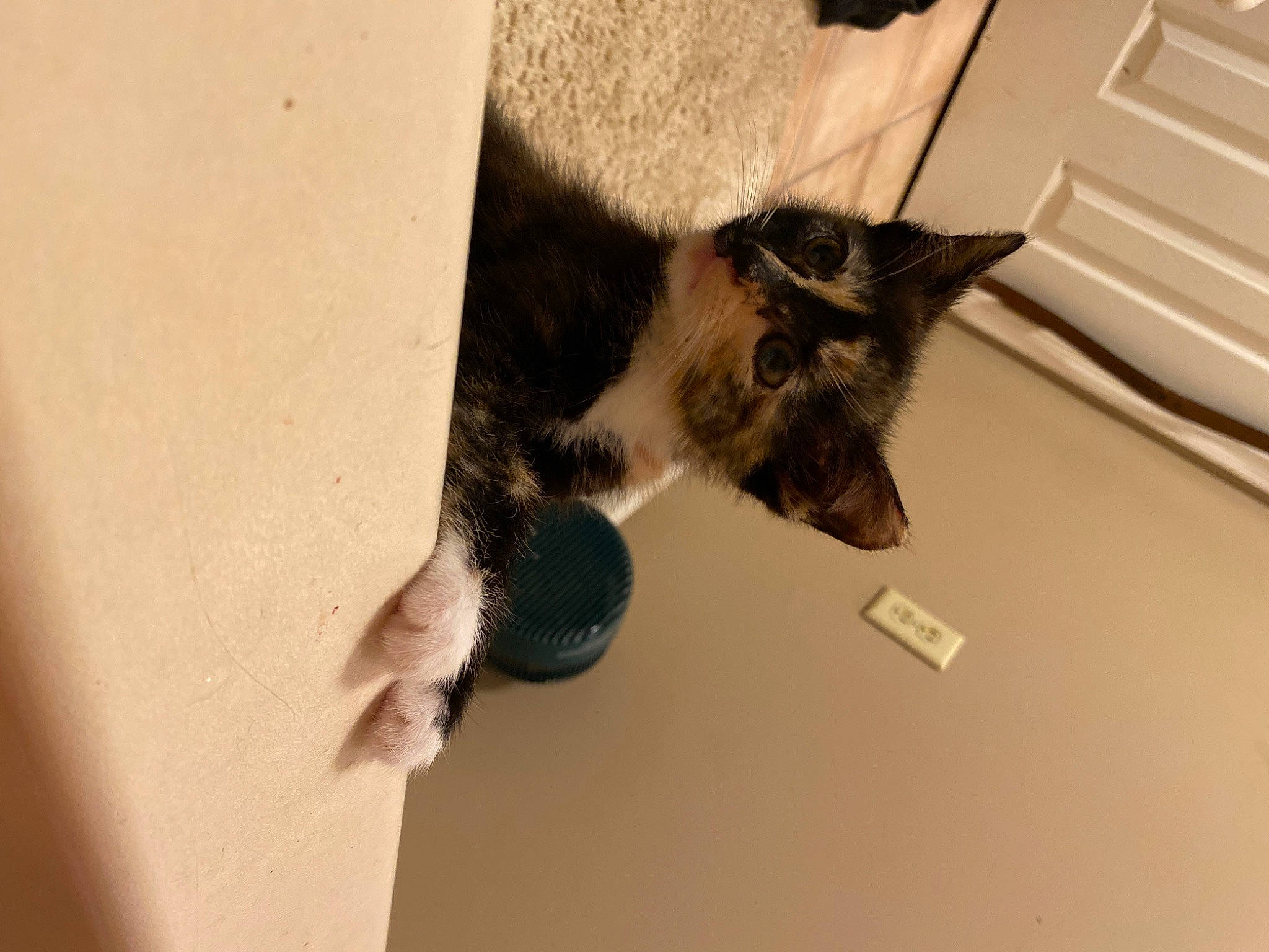 Rein joined the competition — help win amazing prizes! carnivore, cat, comfort, domestic_short_haired_cat, ear, felidae, fur, hardwood, room, small_to_medium_sized_cats, tail, wall_plate, whiskers, window, wood