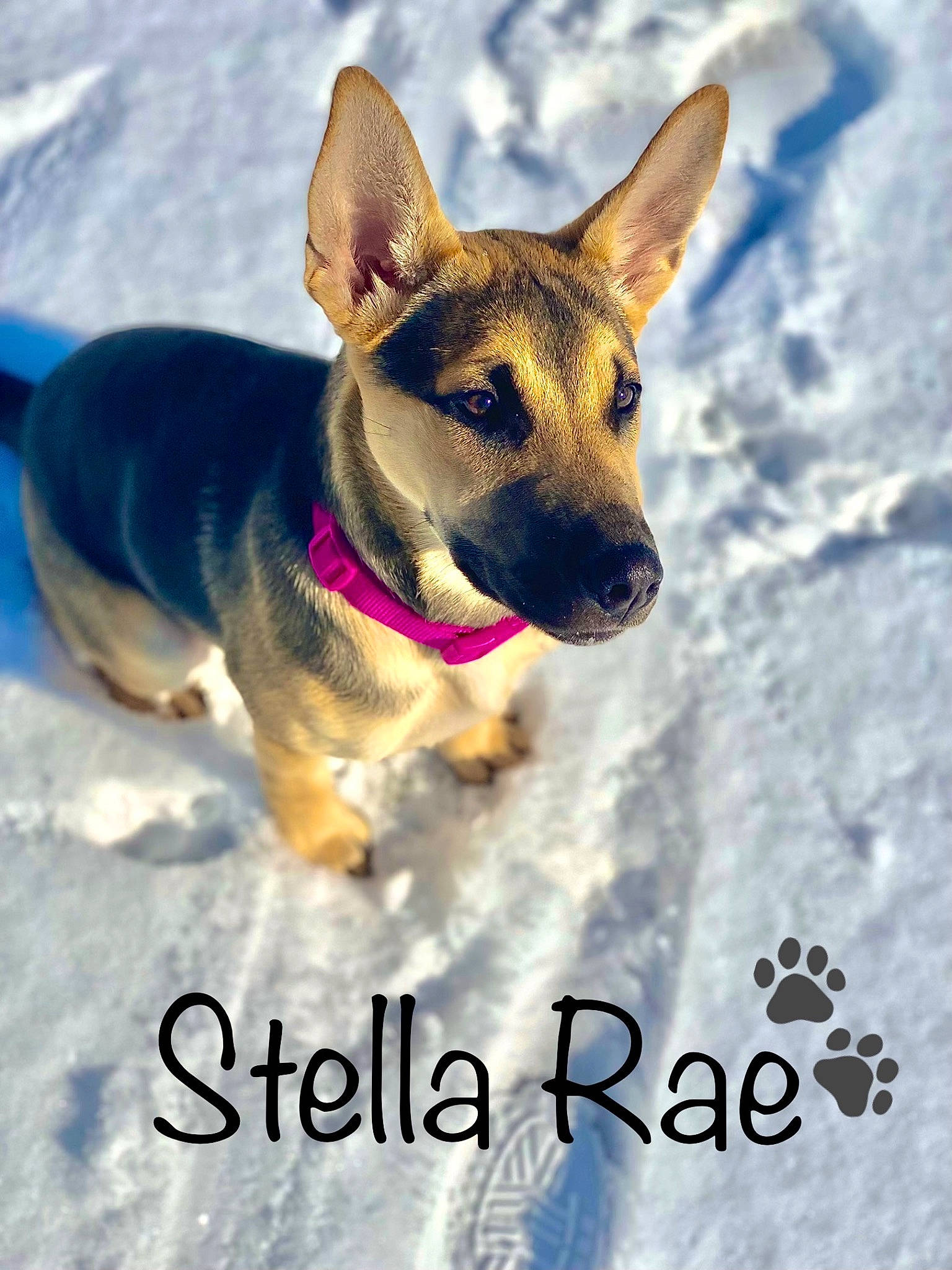 Stella Rae joined the competition — help win amazing prizes! canidae, carnivore, collar, companion_dog, dog, dog_breed, dog_collar, dog_supply, fawn, font, fur, happy, photo_caption, snout, snow, sporting_group, travel, whiskers, winter, working_animal