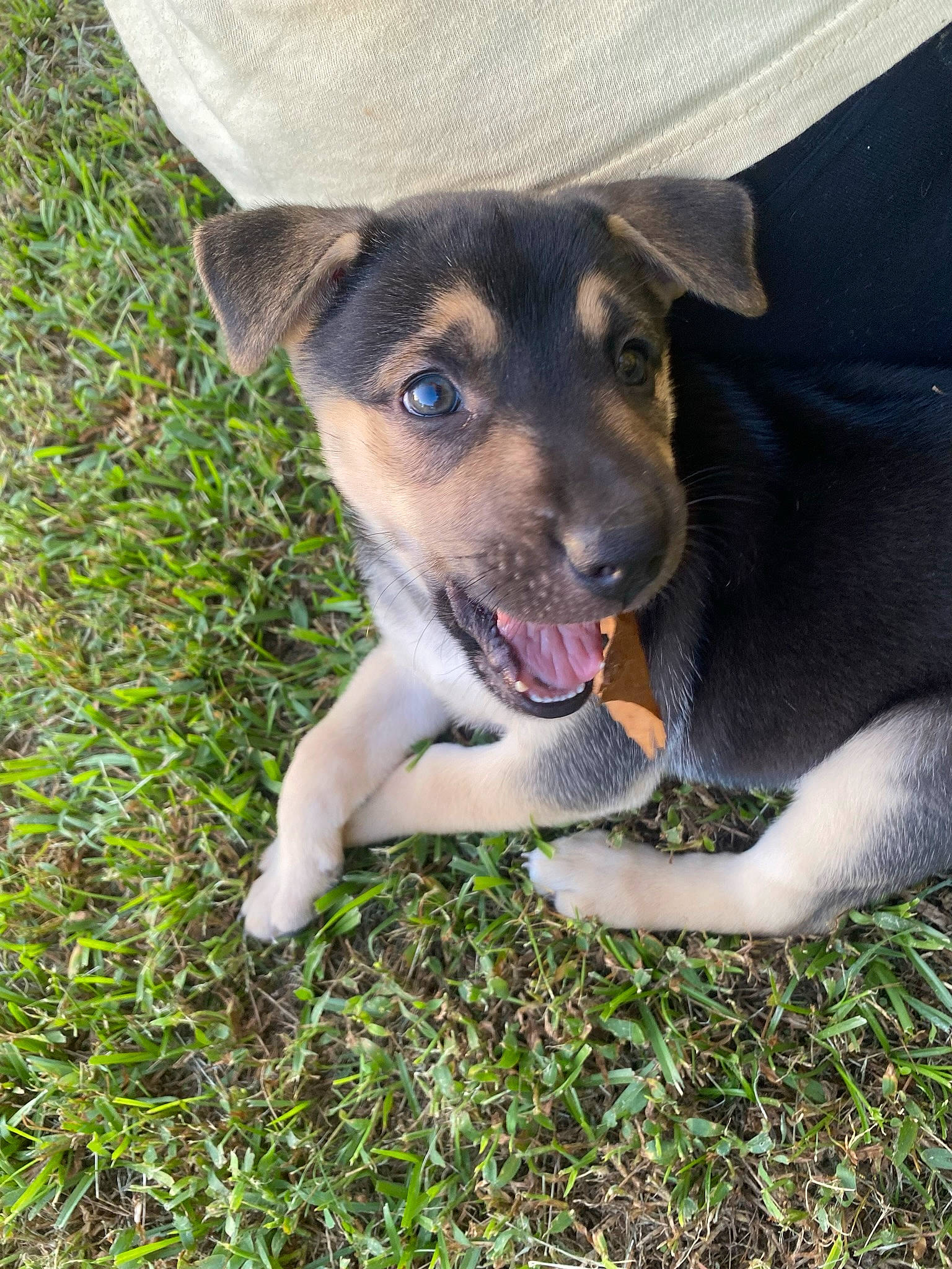 Stella Rae is registered to the contest to win money with this photo: canidae, carnivore, companion_dog, dog, dog_breed, fawn, grass, groundcover, newspaper, paw, plant, puppy, snout, sporting_group, street_dog, terrestrial_animal, terrier, whiskers, working_animal, working_dog