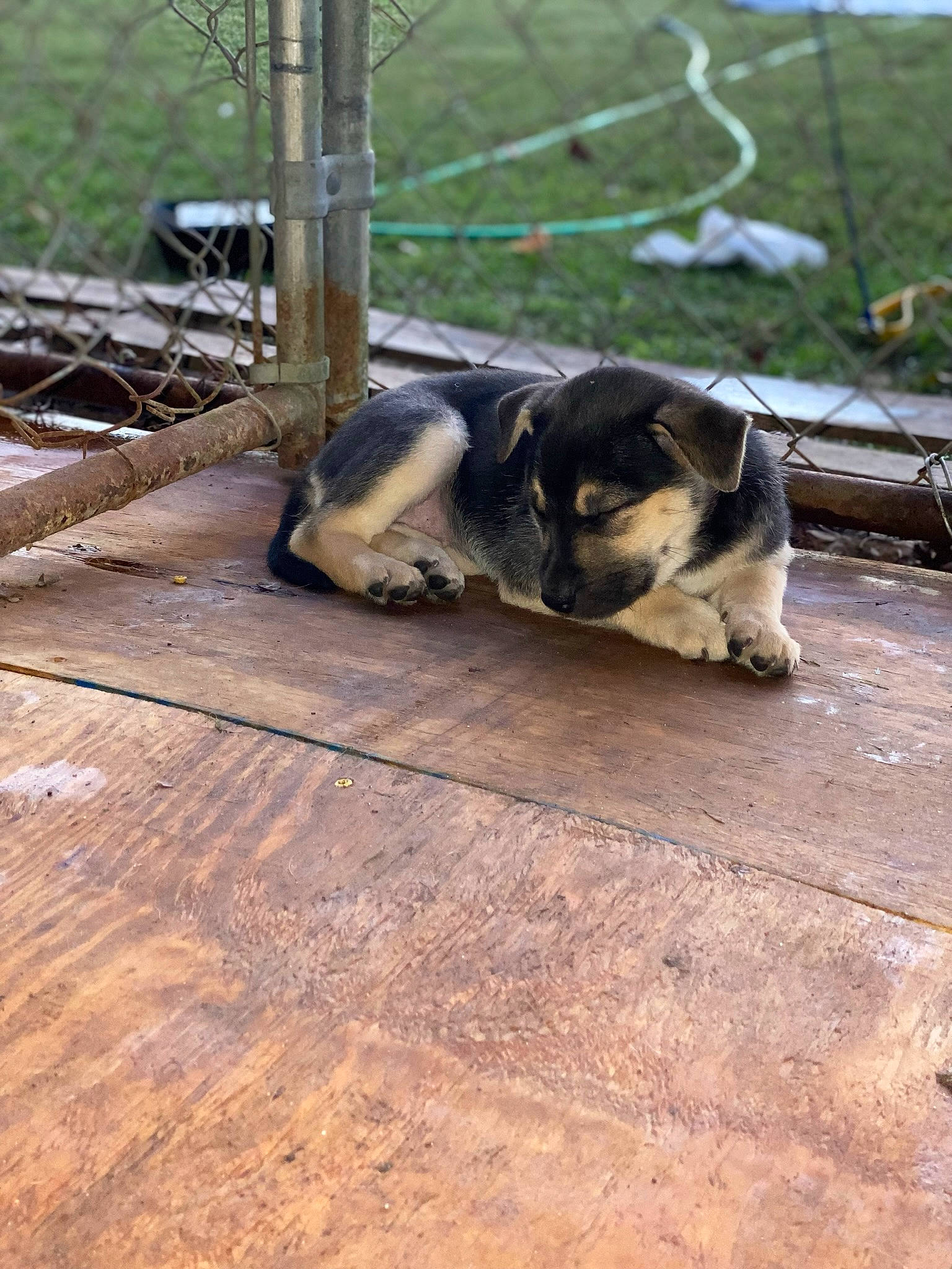 Stella Rae joined the competition — help win amazing prizes! canidae, carnivore, companion_dog, corgi_chihuahua, dog, dog_breed, fawn, flooring, fur, grass, hardwood, plant, snout, soil, sporting_group, tail, terrestrial_animal, wood, working_animal, working_dog