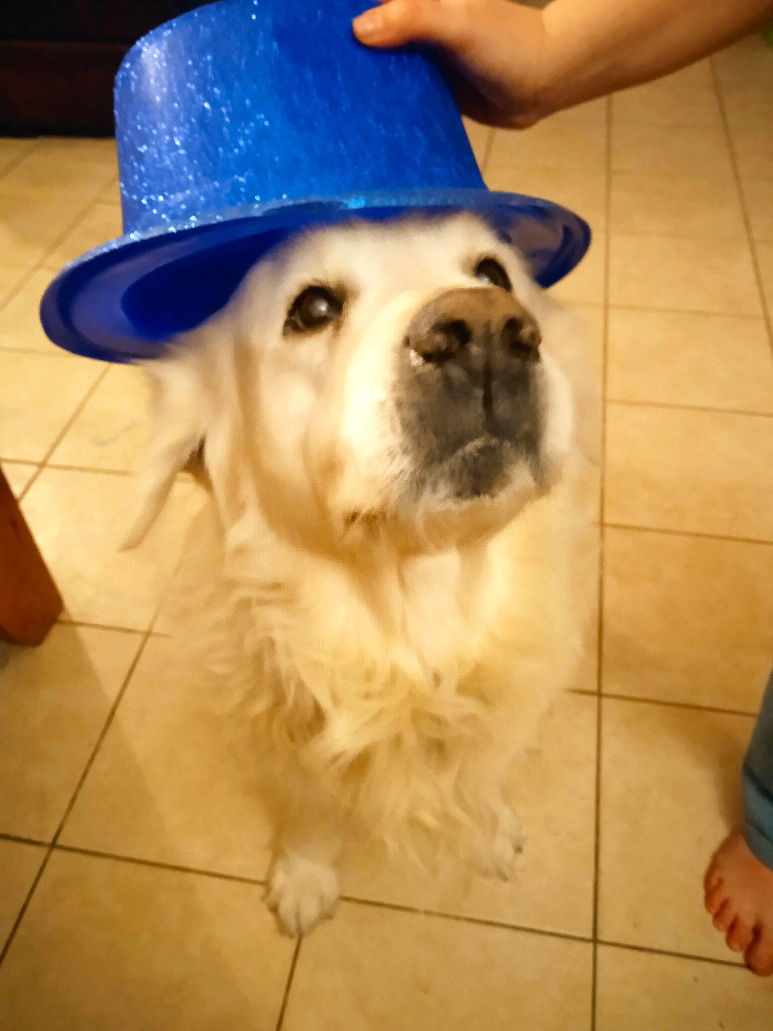 Guess a rejoint le concours — aidez-le/la à gagner de superbes lots ! cap, carnivore, companion_dog, costume_hat, dog, dog_breed, electric_blue, fawn, fedora, floor, flooring, hardwood, hat, party_hat, plant, snout, sun_hat, whiskers, wood, working_animal