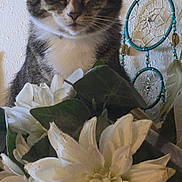 Woo Woo joined the competition — help win amazing prizes! animal, bouquet, cat, close_up, decor, dreamcatcher, flowers, frontal_view, fur, green_leaves, indoor, long_whiskers, pet, pointed_ears, portrait, sitting, striped_fur, tabby_cat, wall, white_flowers