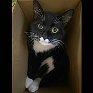 Scout is registered to the contest to win money with this photo: cat, tuxedo_cat, black_and_white, box, cardboard, pet, animal, whiskers, paws, cute, indoor, feline, looking_up, curious, sitting, close_up, domestic_cat, mammal, fur, eyes