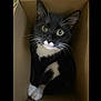 cat, tuxedo_cat, black_and_white, box, cardboard, pet, animal, whiskers, paws, cute, indoor, feline, looking_up, curious, sitting, close_up, domestic_cat, mammal, fur, eyes