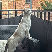 Flocky a rejoint le concours — aidez-le/la à gagner de superbes lots ! cat, pet, animal, balcony, outdoor, chair, cushion, brick_wall, window, railing, fence, plant, curious, feline, standing, domestic_cat, gray_cat, white_cat, paws, looking_up