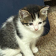 Moses is registered to the contest to win money with this photo: animal, carpet, cat, close_up, curious, cute, ears, feline, fur, indoor, kitten, paw, pet, sitting, small, soft, tabby, whiskers, white, young_animal