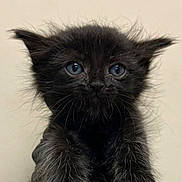 Salem is registered to the contest to win money with this photo: kitten, black_cat, blue_eyes, fur, pet, animal, cute, whiskers, ears, close_up, portrait, young, feline, fluffy, looking_at_camera, adorable, small, indoor, mammal, face