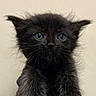 kitten, black_cat, blue_eyes, fur, pet, animal, cute, whiskers, ears, close_up, portrait, young, feline, fluffy, looking_at_camera, adorable, small, indoor, mammal, face