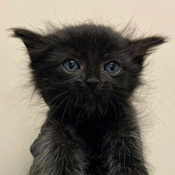 Salem is registered to the contest to win money with this photo: kitten, black_cat, blue_eyes, fur, pet, animal, cute, whiskers, ears, close_up, portrait, young, feline, fluffy, looking_at_camera, adorable, small, indoor, mammal, face