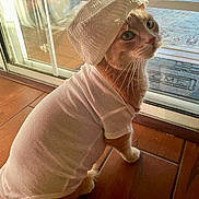 Milo is registered to the contest to win money with this photo: cat, orange_cat, pet, indoor, clothing, tshirt, hat, wooden_floor, glass_door, curious, feline, domestic_animal, cute, sitting, looking_up, warm_light, window, screen_door, cozy, knitted_hat