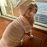 cat, orange_cat, pet, indoor, clothing, tshirt, hat, wooden_floor, glass_door, curious, feline, domestic_animal, cute, sitting, looking_up, warm_light, window, screen_door, cozy, knitted_hat
